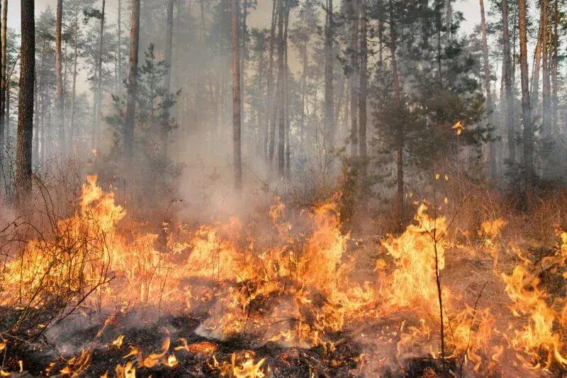 incendio forestal negligencia verano - Incendios Forestales Imprudencia Penal: ¿Qué Dice la Ley y Cuándo Es Delito? incendio forestal negligencia verano - Incendios Forestales Imprudencia Penal: ¿Qué Dice la Ley y Cuándo Es Delito?